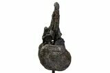 Sauropod (Barosaurus) Caudal Vertebra w/ Metal Stand - Wyoming #334648-6